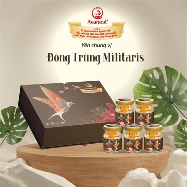 Yến Avanest chưng vị đông trùng Militaris